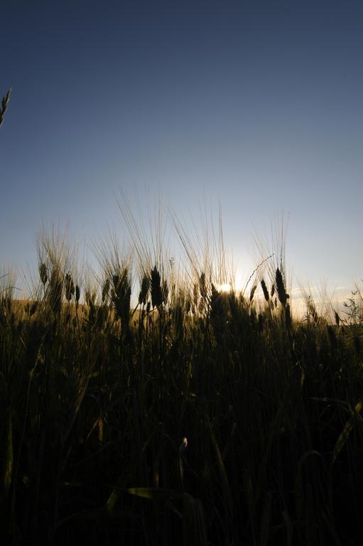 Agriturismo Scorgiano ภายนอก รูปภาพ