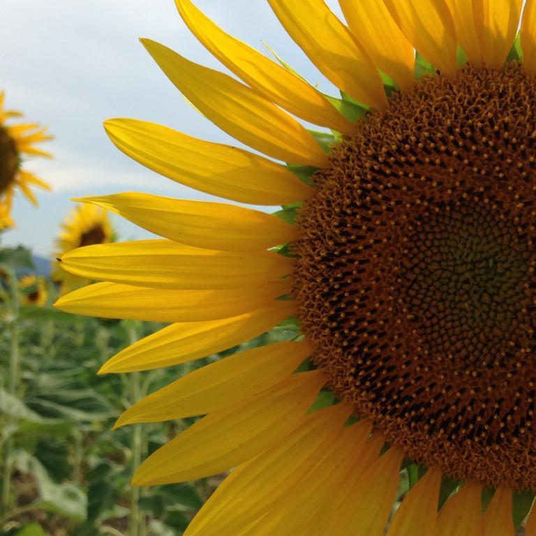Agriturismo Scorgiano ภายนอก รูปภาพ
